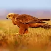 Marsh Harrier Diamond Painting