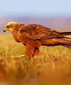 Marsh Harrier Diamond Painting