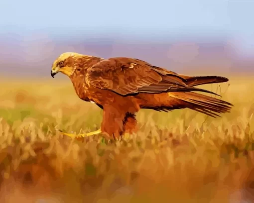 Marsh Harrier Diamond Painting