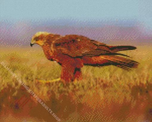 Marsh Harrier Diamond Painting