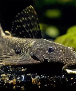 Pleco Fish Diamond Painting