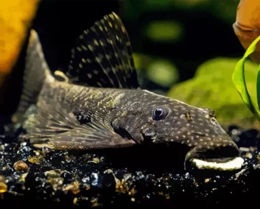 Pleco Fish Diamond Painting