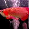 Red Asian Arowana Diamond Painting