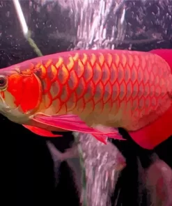 Red Asian Arowana Diamond Painting