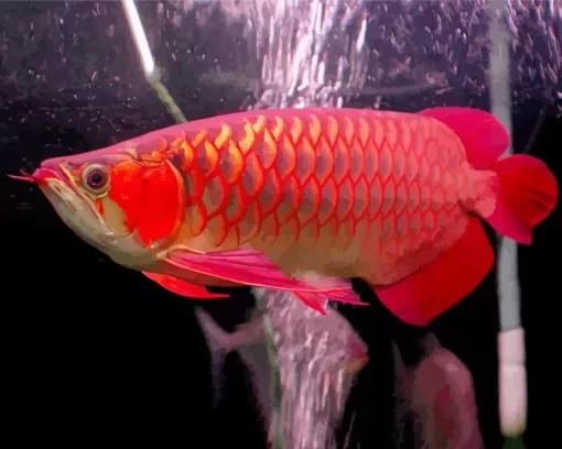 Red Asian Arowana Diamond Painting