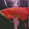 Red Asian Arowana Diamond Painting