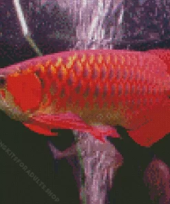 Red Asian Arowana Diamond Painting