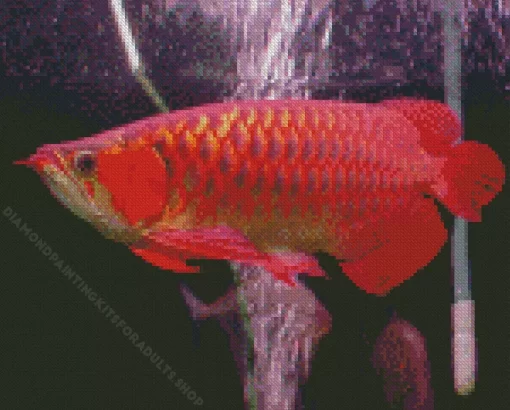 Red Asian Arowana Diamond Painting