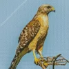 Red Shouldered Hawk Diamond Painting