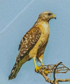 Red Shouldered Hawk Diamond Painting