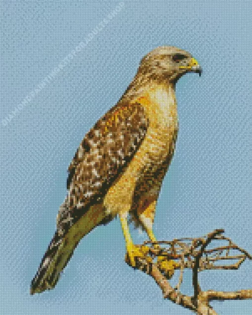 Red Shouldered Hawk Diamond Painting