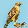 Red Shouldered Hawk Diamond Painting