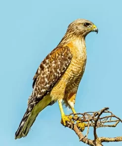 Red Shouldered Hawk Diamond Painting