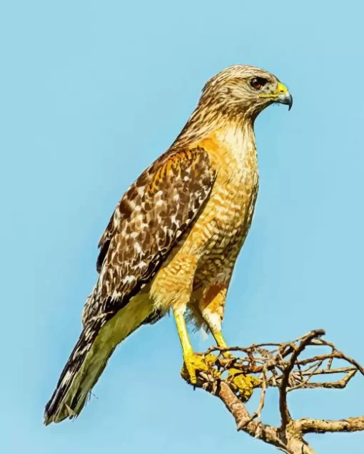 Red Shouldered Hawk Diamond Painting