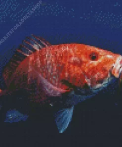 Snapper Fish Diamond Painting