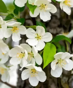 White Crabapple Diamond Painting