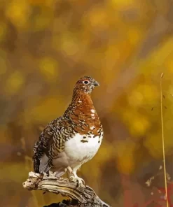 Willow Ptarmigan Diamond Painting