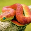 African Bush Viper Diamond Painting