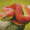 African Bush Viper Diamond Painting