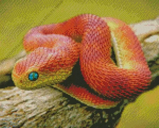 African Bush Viper Diamond Painting