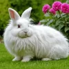 Angora Rabbit Diamond Painting