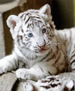 Baby Albino Tiger Diamond Painting