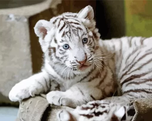 Baby Albino Tiger Diamond Painting