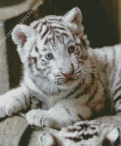 Baby Albino Tiger Diamond Painting