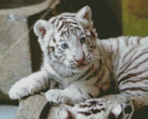 Baby Albino Tiger Diamond Painting