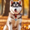 Baby Husky Diamond Painting