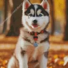 Baby Husky Diamond Painting