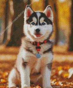 Baby Husky Diamond Painting