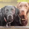 Black VS Chocolate Labradors Diamond Painting