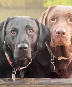 Black VS Chocolate Labradors Diamond Painting