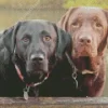 Black VS Chocolate Labradors Diamond Painting