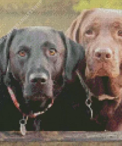 Black VS Chocolate Labradors Diamond Painting