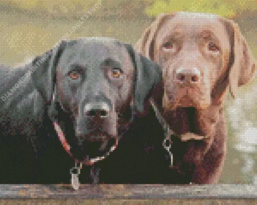 Black VS Chocolate Labradors Diamond Painting