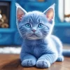 Cute Grey Baby Cat Diamond Painting