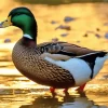 Female Mallard Art Diamond Painting