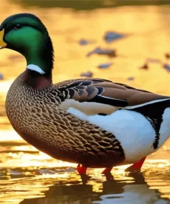 Female Mallard Art Diamond Painting