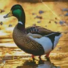 Female Mallard Art Diamond Painting