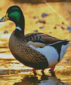 Female Mallard Art Diamond Painting