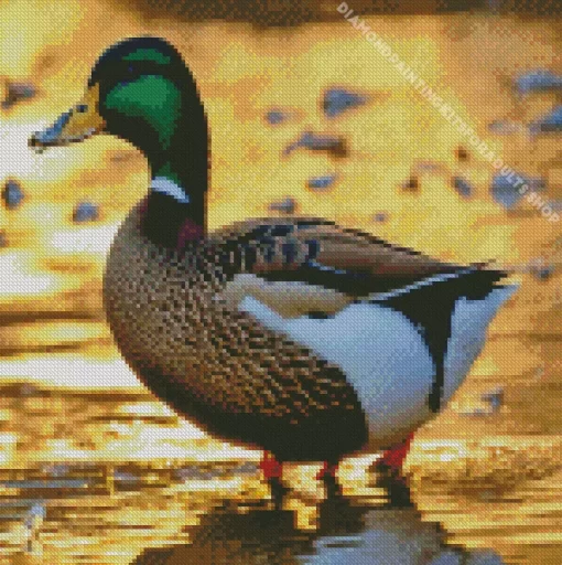 Female Mallard Art Diamond Painting