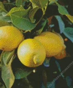 Lemon Plant Diamond Painting