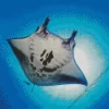 Manta Rays Diamond Painting