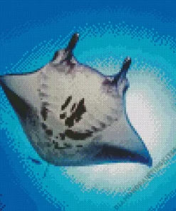 Manta Rays Diamond Painting