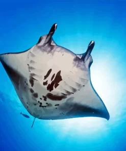 Manta Rays Diamond Painting