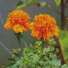 Tagetes Erecta Diamond Painting