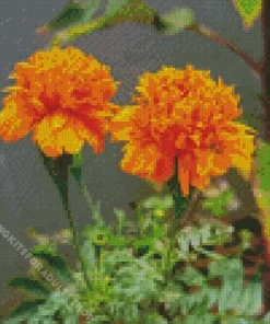 Tagetes Erecta Diamond Painting