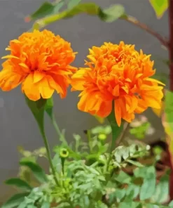 Tagetes Erecta Diamond Painting